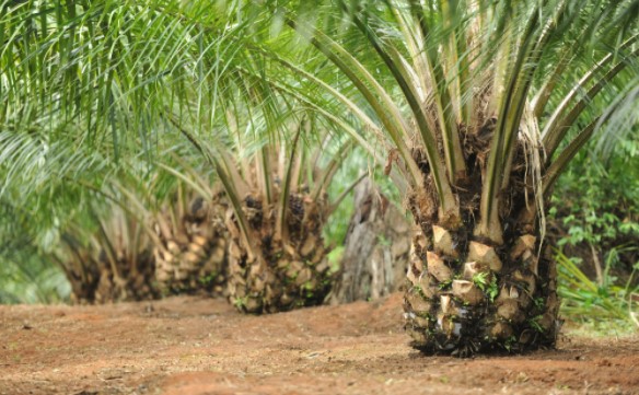 Hasil perkebunan kelapa sawit yang paling terkenal adalah di provinsi