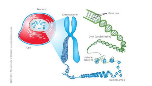 pernyataan tentang kromosom dna dan inti sel yang benar adalah