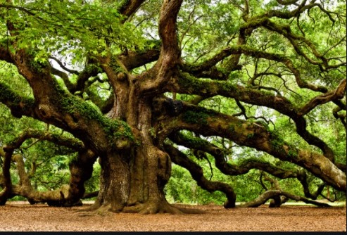 pohon ek atau oak banyak dijumpai dan tumbuh dengan baik di negara