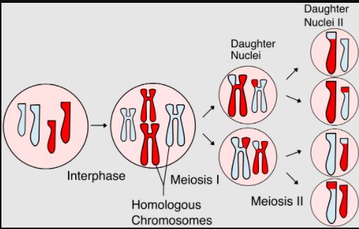 Pernyataan berikut ini ada hubungannya dengan pembelahan sel ciri pembelahan meiosis adalah nomor