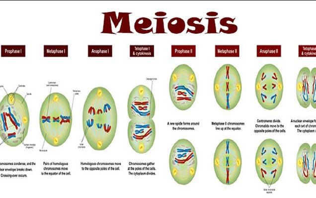 ciri pembelahan meiosis