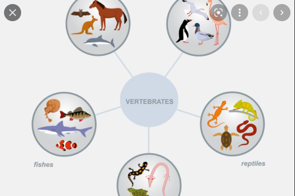 Apa ciri-ciri hewan vertebrata