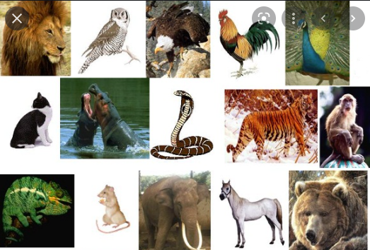 Apa yang dimaksud dengan mengklasifikasi makhluk hidup