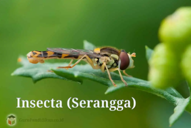 Insecta(Serangga) Pengertian, Ciri, Klasifikasi, Struktur, Sistem organ, Daur hidup, Habitat dan Peranannya