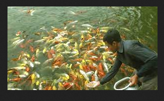 Budidaya Ikan Konsumsi Komoditas, Bahan, Sarana, dan pemeliharaannya