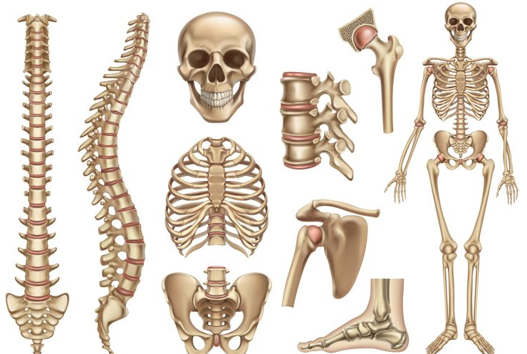 Tulang Pengertian, Anatomi, Jenis, Proses, Sistem dan Jumlahnya